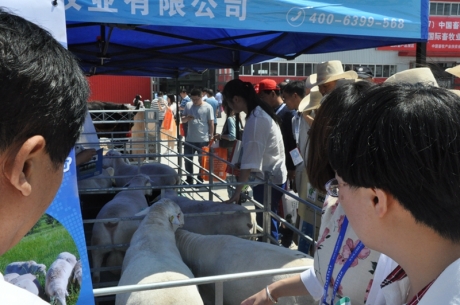 活畜展示：让畜博会更活色生香